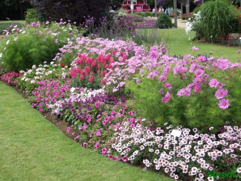 Bedding plants Sproot