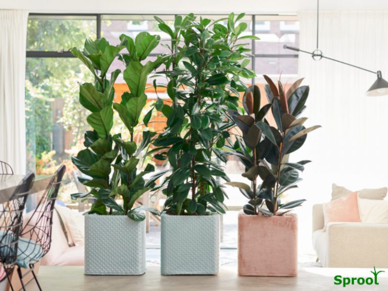Top 10 house plants for beginners Sproot