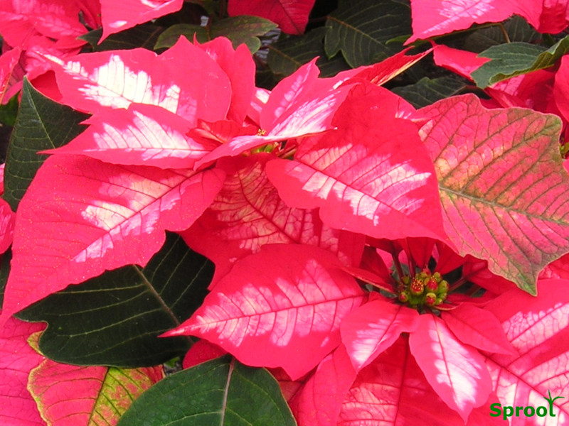 Colourful Poinsettia's not just red