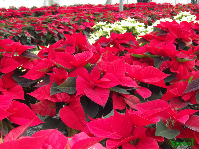 The Poinsettias are ready to sell