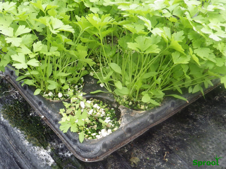 Protect your seedlings use plug trays Sproot