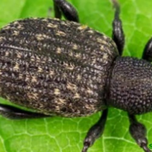 Fungus Gnat Nematodes 12m²