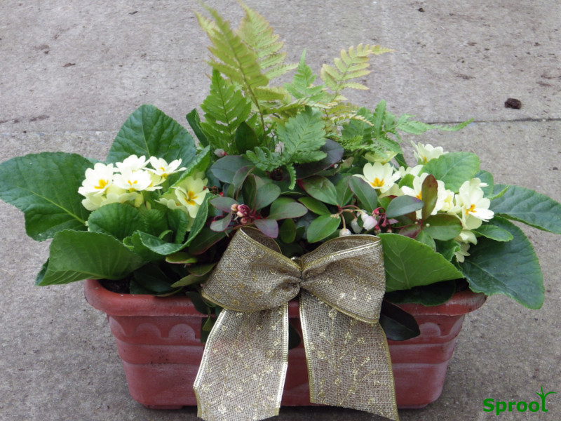 Christmas wreaths and pots