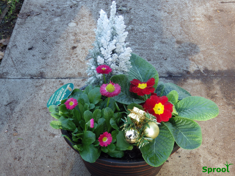 Christmas planters