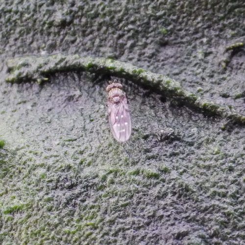 Fungus Gnat Nematodes 12m²